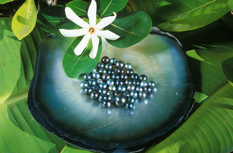 Perles de Tahiti dans une nacre avec fleur de tiare