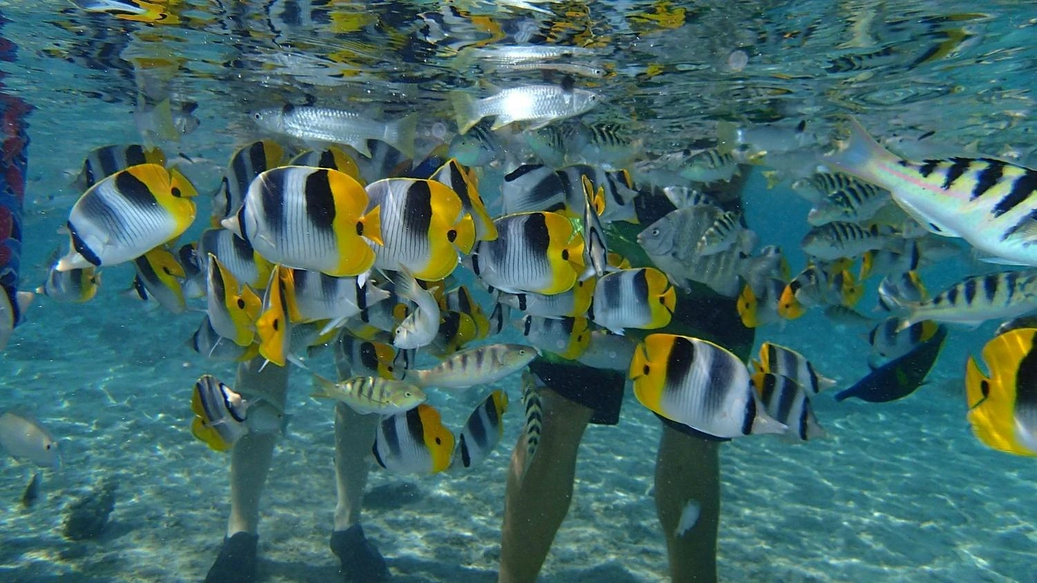 Snorkeling parmi les poissons tropicaux au jardin de corail